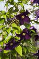 Clematis Viola-1 Powojnik